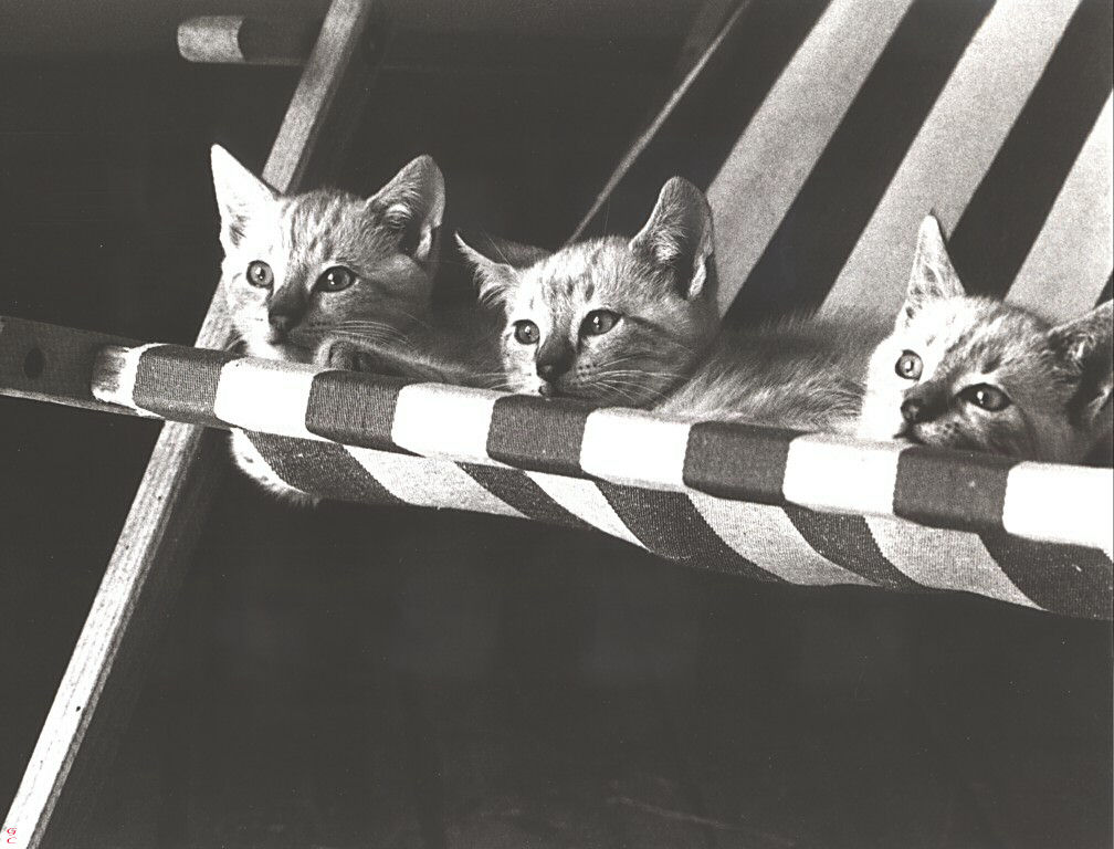 Gatti (288)